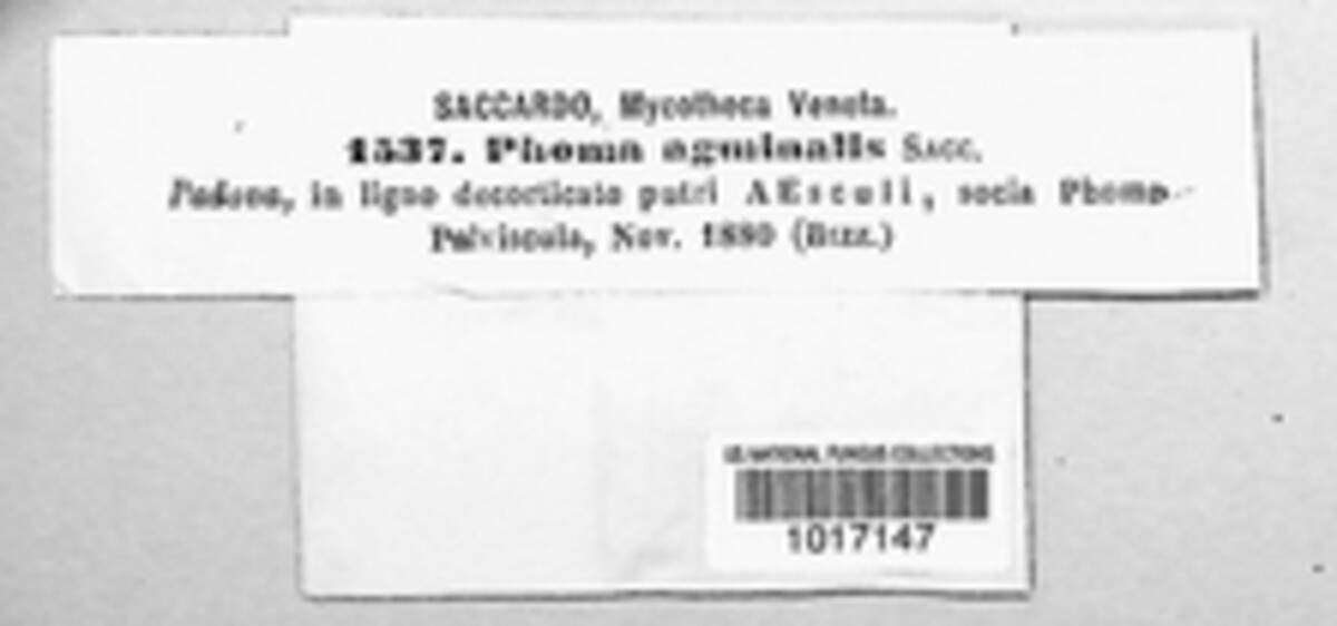 Melanomma pulvis-pyrius image